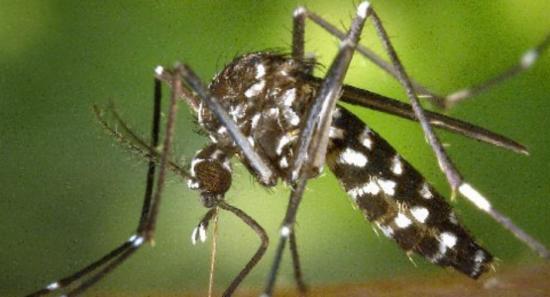 Dengue Cases Spike in Colombo and Gampaha Districts; NDCU Launches Special Control Program
